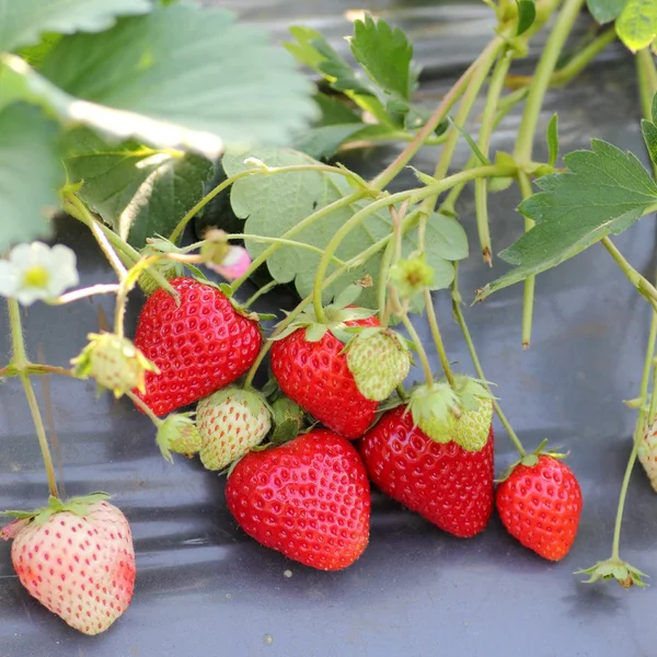 Stawberry gård använda plast jordbruk — Stockfoto