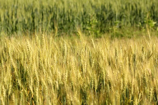 Desenfoque amarillo Crecimiento de grano de campo de cebada —  Fotos de Stock