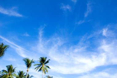 Mavi gök yeşil yaprak palm ile