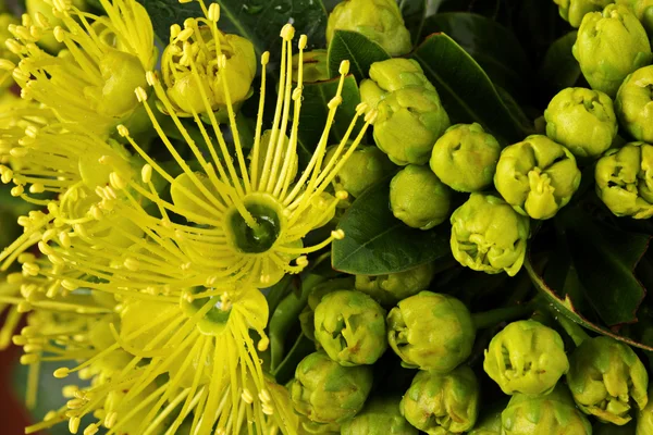 Golden Penda yellow flower — Stock Photo, Image