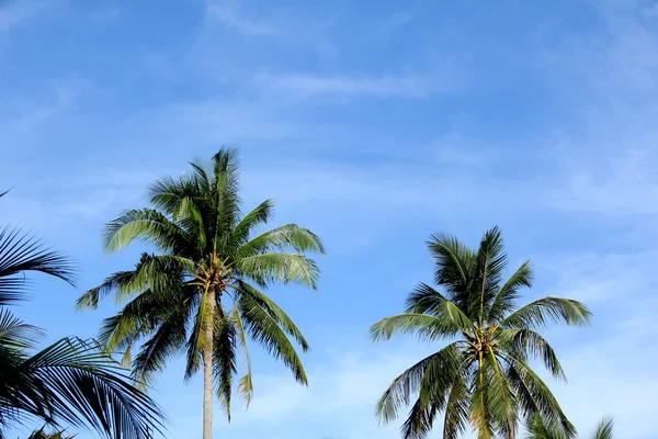 Blauwe lucht met groen blad palm — Stockfoto