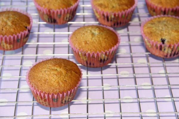 Muffin cooked on kitchen — Stock Photo, Image