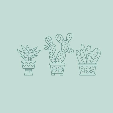 Bitkiler ve kaktüsler tencere