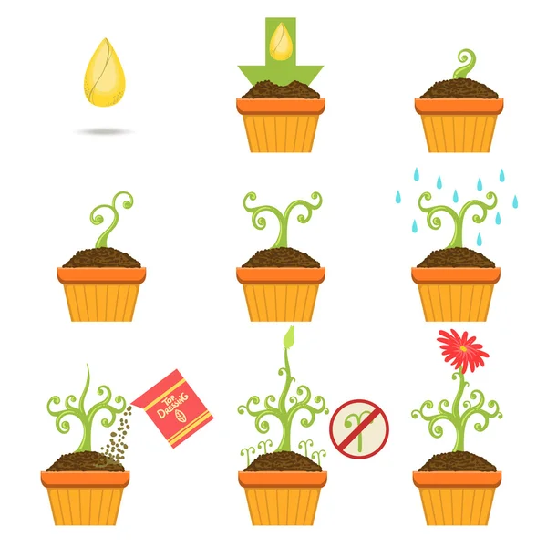 Planten van het zaad stap voor stap Istruction — Stockvector