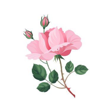 Rose elle çizilmiş gerçekçi illüstrasyon