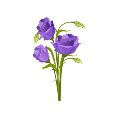 Eustoma elle çizilmiş gerçekçi illüstrasyon