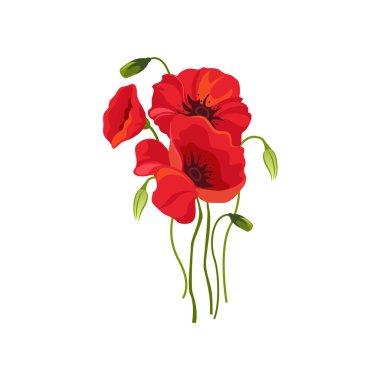 Haşhaş elle çizilmiş gerçekçi illüstrasyon