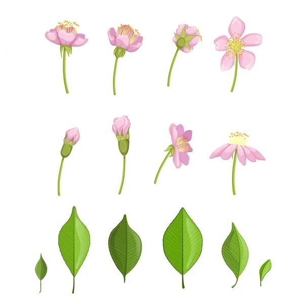 Cereja Blossoming Etapas Ilustração — Vetor de Stock