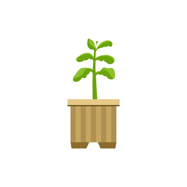 Sprout in A Crate Flat — Stock Vector
