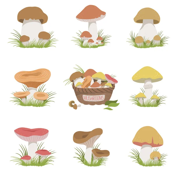 Ensemble de dessins réalistes aux champignons mangeables — Image vectorielle