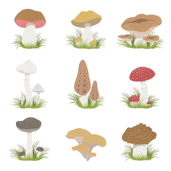 Different Mushrooms Realistic Drawings Set — Stock Vector