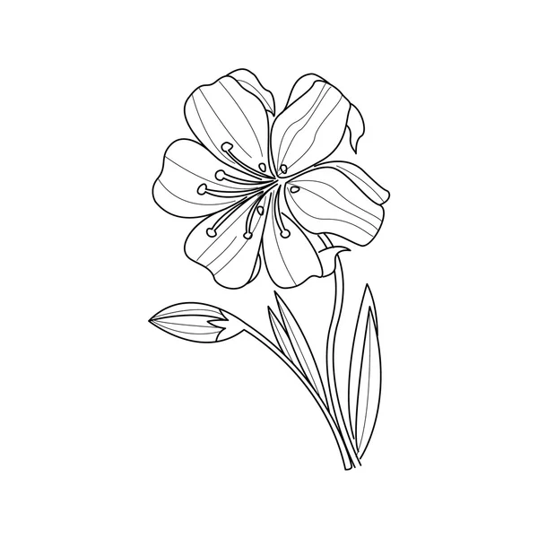 Měsíček květ černobílý výkres pro omalovánky — Stockový vektor