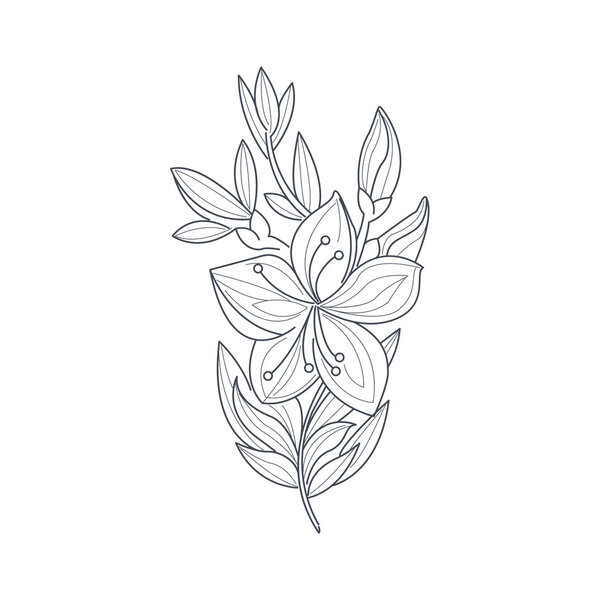 Jasmine Flower Monochrome Drawing For Coloring Book