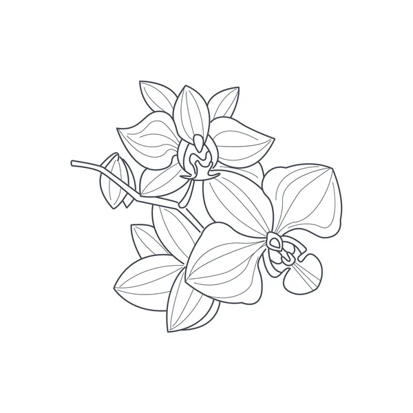 Zwart-wit tekening van de orchideebloem voor Coloring boek — Stockvector