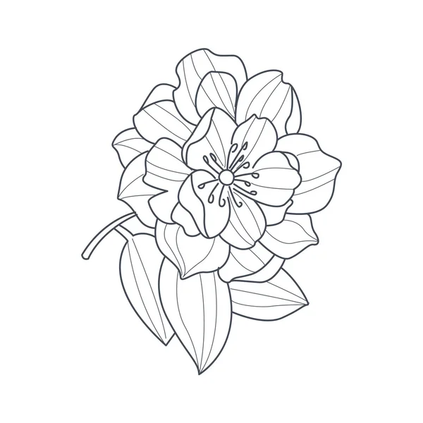 Volledig Open Peony bloem zwart-wit tekening voor Coloring boek — Stockvector