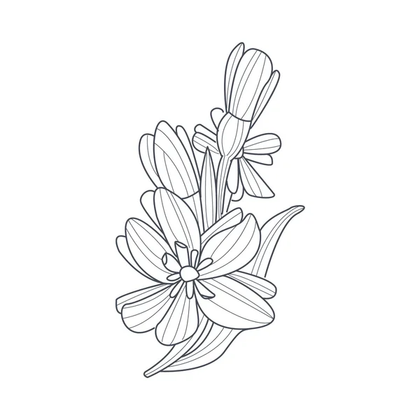 Narcissen bloem zwart-wit tekening voor Coloring boek — Stockvector