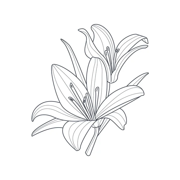 Deux fleurs de lys dessin monochrome pour livre à colorier — Image vectorielle