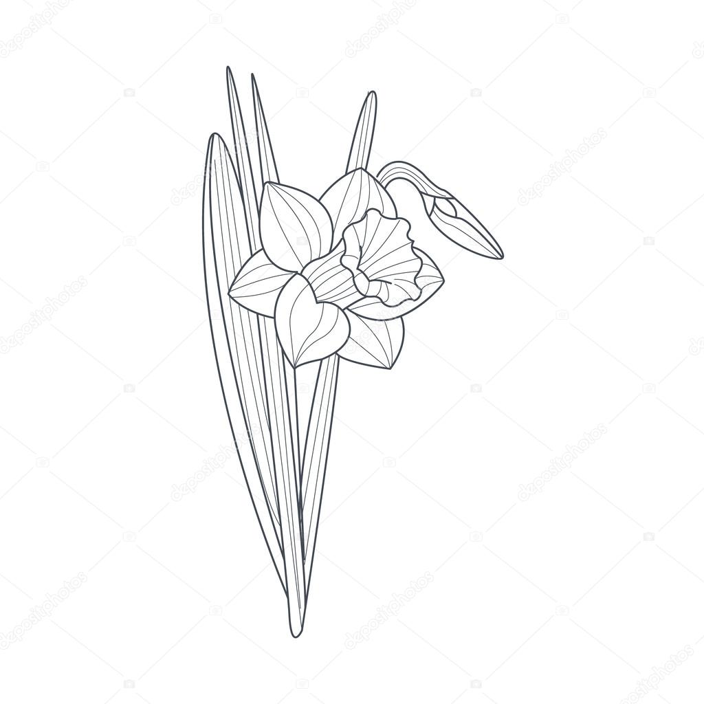 Narciso fiore bianco e nero disegno per colorare libro disegnato a mano stile semplice — Vettoriali di TopVectors