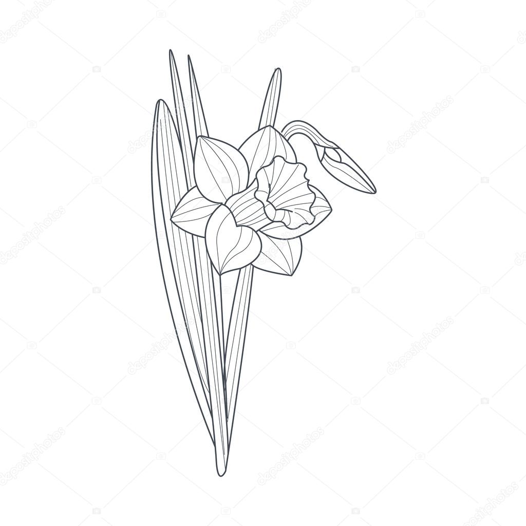 Narciso fiore bianco e nero disegno per colorare libro disegnato a mano stile semplice — Vettoriali di TopVectors