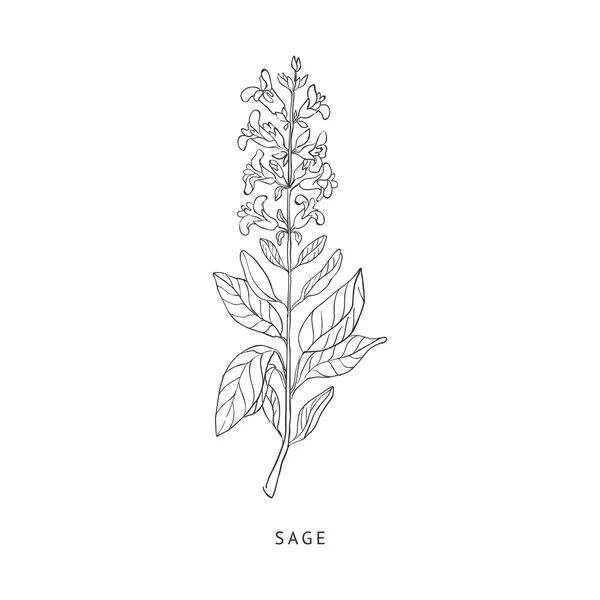 Sage Hand Drawn Realistic Sketch — Stock Vector