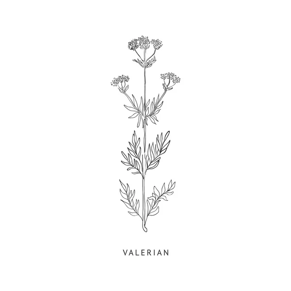 Valerian Hand Drawn Realistic Sketch — Stock Vector