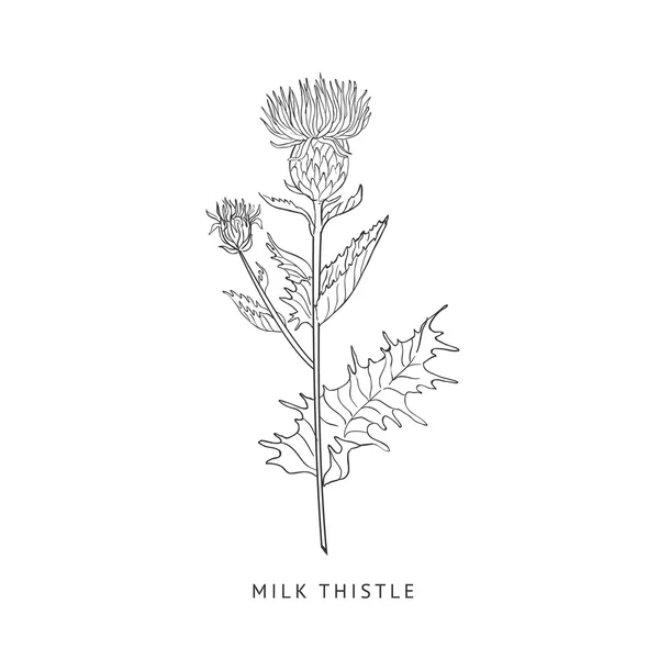 Milk Thistle Hand Drawn Realistic Sketch — Stock Vector