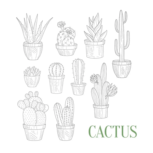 Cacti ที่แตกต่างกันในกระถาง ภาพวาดจริงที่วาดด้วยมือ — ภาพเวกเตอร์สต็อก