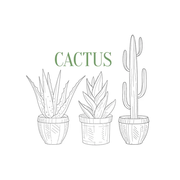 Tři vysoké Cacti v květináči z kreslené dlaně — Stockový vektor