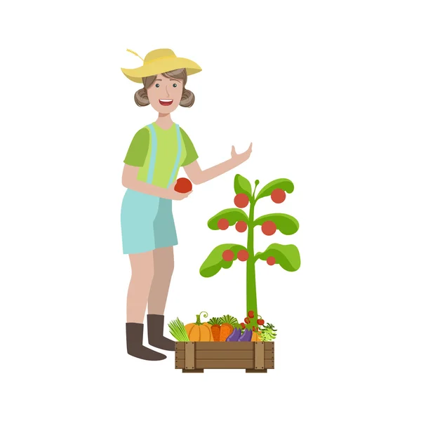 Kvinna plocka mogna tomater i trädgården — Stock vektor