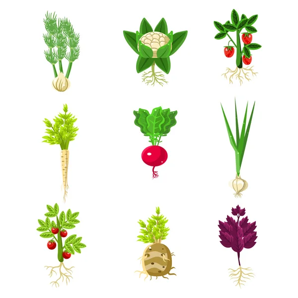 Verduras frescas con raíces Conjunto de dibujos primitivos — Archivo Imágenes Vectoriales