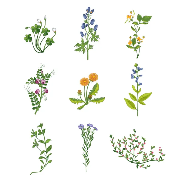 Wild Flowers Hand Drawn Collection Of Detailed Illustrations — Stock vektor