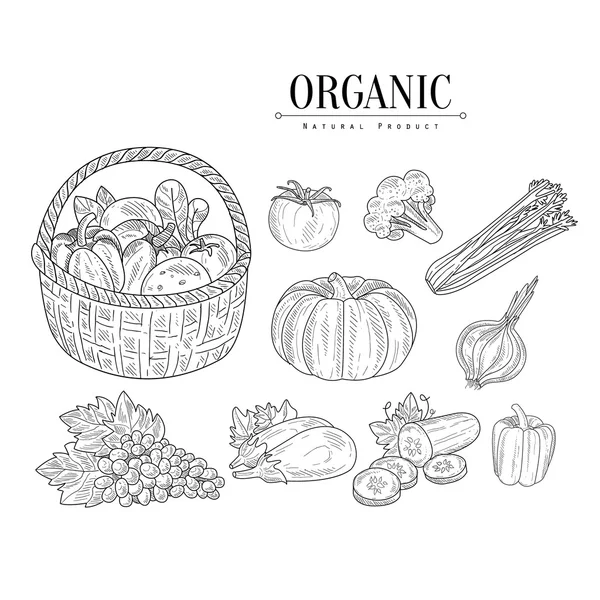 Organic Farm Vegetables Isolated Hand Drawn Realistic Sketches - Stok Vektor