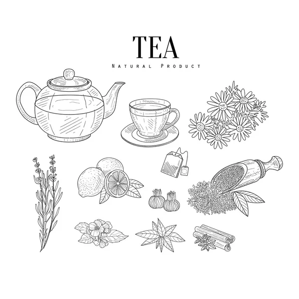 Naturalne składniki i herbata na białym tle ręcznie rysowane realistyczne szkice — Wektor stockowy