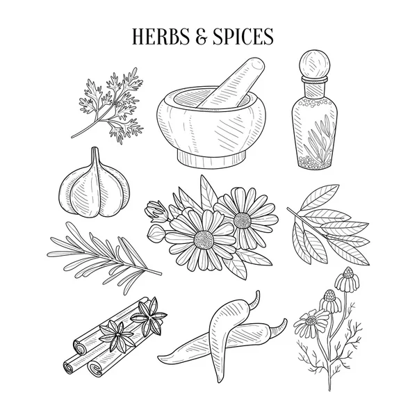 Kruiden en specerijen geïsoleerde hand getekende realistische schetsen — Stockvector
