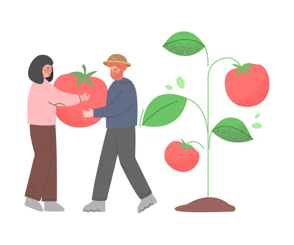 Pequenos agricultores Jardineiros Colheita Tomates Enormes, Homem e Mulher Trabalhador Agrícola Personagens Trabalhando no Jardim Desenhos Animados Estilo Vetor Ilustração — Vetor de Stock