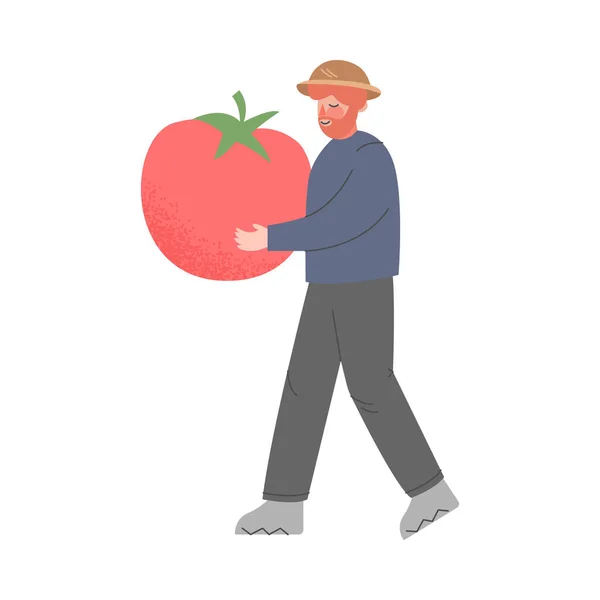 Homem agricultor carregando enorme tomate maduro, masculino agricultor jardineiro personagem trabalhando na fazenda, Eco conceito de agricultura Desenhos animados estilo vetor ilustração — Vetor de Stock