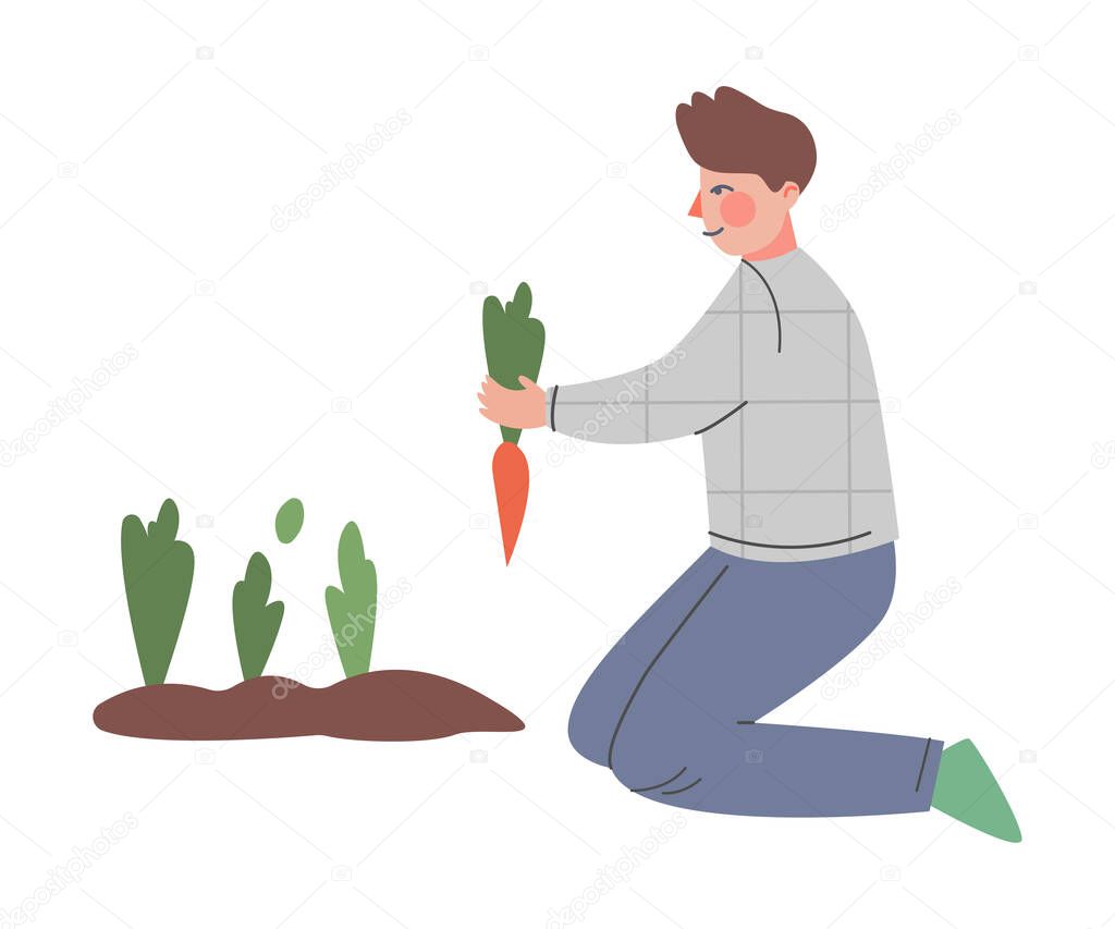 Man Farmer Gardener Harvesting Carrots, Male Agricultural Worker Character Working in Garden or Farm Cartoon Style Vector Illustration
