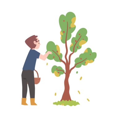 Küçük Çocuk Hasır Sepet Tutuyor ve Ağaç Vektörü Resimlerinden Meyve Topluyor