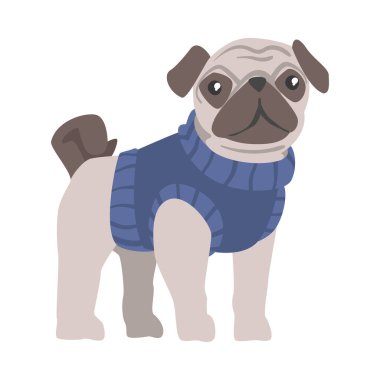 Mavi Ilık Süveterli Şirin Pug Köpeği, Komik Hayvan Karakteri Çizgi Film Stili Vektör Çizimi