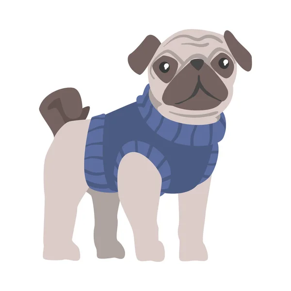 Cute Pug Dog in Blue Warm Knitted Sweater, Funny Pet Animal Character Cartoon Style Vector Illustration — Stock Vector