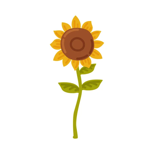 Słonecznik, Kwitnący kwiat, Ilustracja wektora stylu uprawy kreskówek — Wektor stockowy