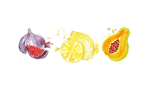 Fresh Juicy Ripe Chrysophyllum, Avocado, Papaya Fruits Hand Drawn Watercolor Painting Vector Illustration — Stock Vector