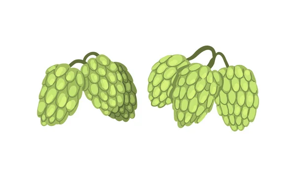 Ensemble de plantes de cône de houblon, Houblon sur les branches, Humulus Lupulus, Brasserie Industrie Produits Conception Illustration vectorielle de style dessin animé — Image vectorielle