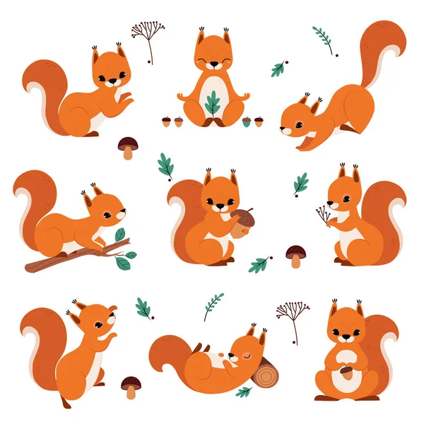 Schattige rode eekhoorn Holding Acorn en zitten op Tree Branch Vector Set — Stockvector