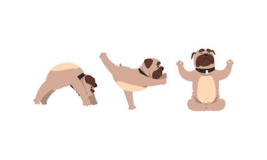 Yoga yapan sevimli köpek, komik Bulldog Hayvan Hayvanı Farklı Yoga pozisyonları sergiliyor Çizgi film Vektör Çizimi