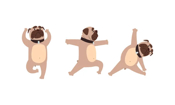 Söt Bulldog Göra Yoga Set, Rolig Hund Sällskapsdjur Utföra Yoga Asanas Tecknad vektor Illustration — Stock vektor