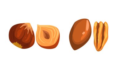Fındık Koleksiyonu, Macadamia ve Fındık Cevizi, Besleyici Vejetaryen Gıda İçindekiler Çizgi Film Vektörü Resimleri