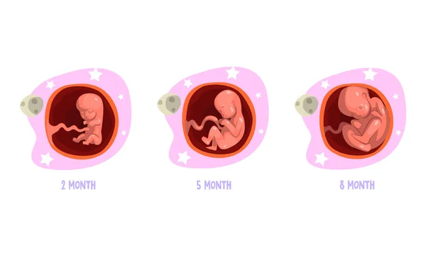 Etapy Embryo Development Set, 2, 5, 8-miesięczna ilustracja wektora kreskówek — Wektor stockowy