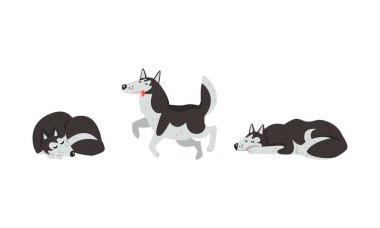 Sibirya Husky Uyuyan, Sarılan ve Yürüyen Vektör Kümesi