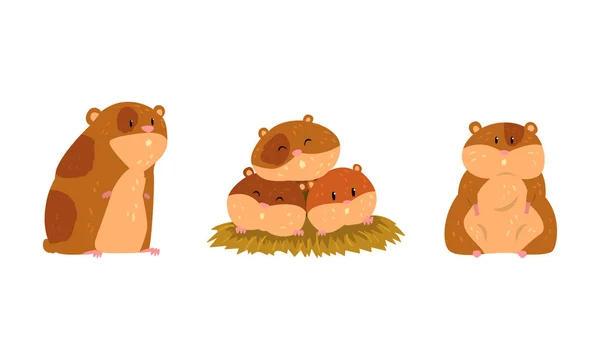 Hamster bonito como pequeno animal de estimação com bolsas de bochecha sentado em conjunto de vetor de grama — Vetor de Stock